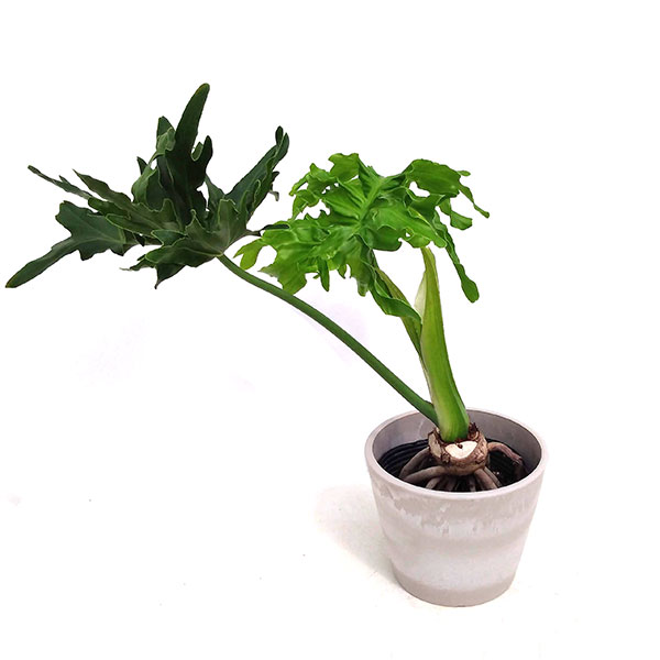 園芸ネット本店｜フィロデンドロン：セローム根上がり5号鉢カバー入り