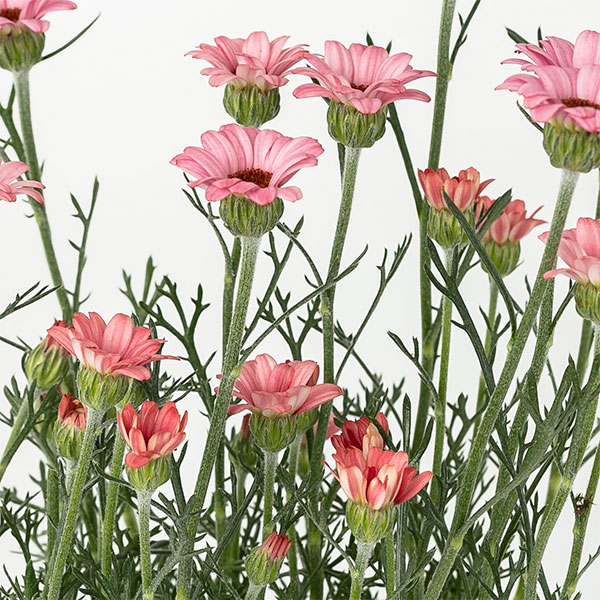 園芸ネット本店｜ローダンセマム：マーズ3.5号ポット の通販【公式】