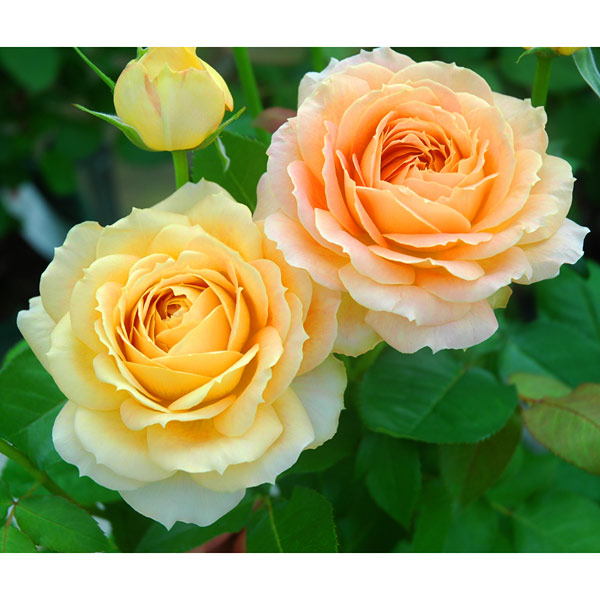 園芸ネット本店｜[送料無料]ハイブリッドティー：キャラメル