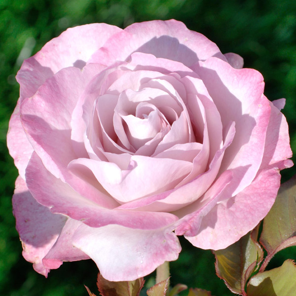 園芸ネット本店｜[送料無料]（わけあり特価）ハイブリッドティー