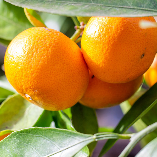 園芸ネット本店｜ミカン：温州みかん おきつわせ（興津早生）4.5号