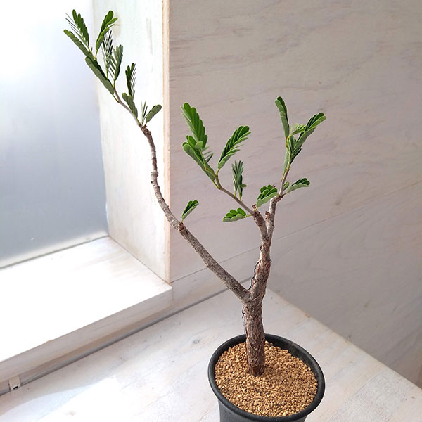 園芸ネット本店｜センナ：メリディオナリス 2.5号22-01 の通販【公式】