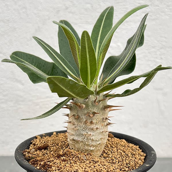 園芸ネット本店｜パキポディウム：カクチぺス（実生株） 3号鉢植え* の