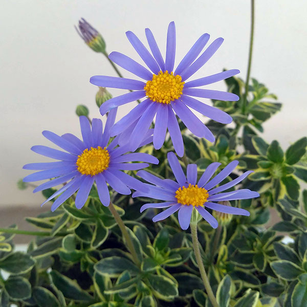 園芸ネット本店｜ブルーデージー：斑入葉青花3-3.5号ポット の通販【公式】