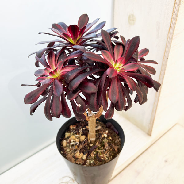 園芸ネット本店｜アエオニウム：黒法師錦（クロホウシニシキ）3.5号