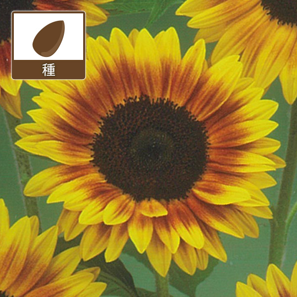 園芸ネット本店｜ヒマワリ：F1サンリッチマロンLD[花タネ] の通販【公式】