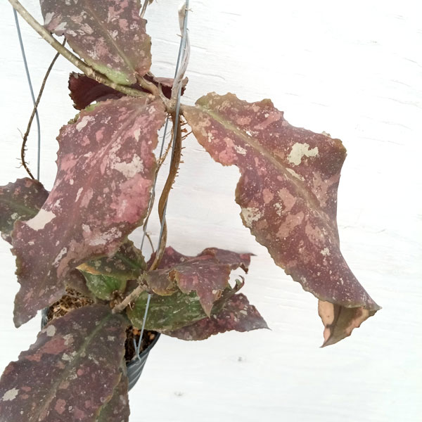 園芸ネット本店｜[送料無料]ホヤ：アンデュラータ（undulata）3.5号鉢