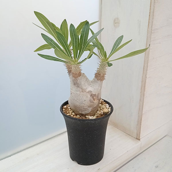 園芸ネット本店｜パキポディウム イノピナツム 3号22-02 の通販【公式】