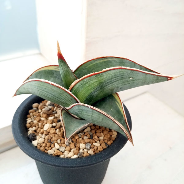 園芸ネット本店｜（わけあり特価）サンセベリア：ロリダ斑入り（S）2.5