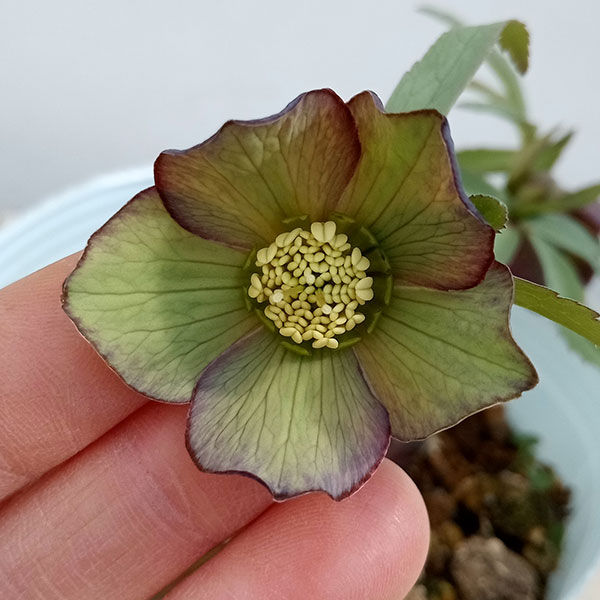 園芸ネット本店｜松村ナーセリーさんのクリスマスローズ：23-13-01