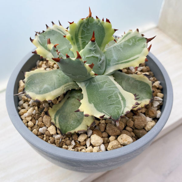 園芸ネット本店｜アガベ：イシスメンシス 黄覆輪斑（発根済） 3号