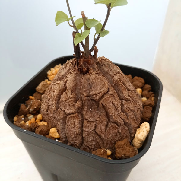 園芸ネット本店｜ディオスコレア（亀甲竜）：モンタナ 8cmスクエア鉢