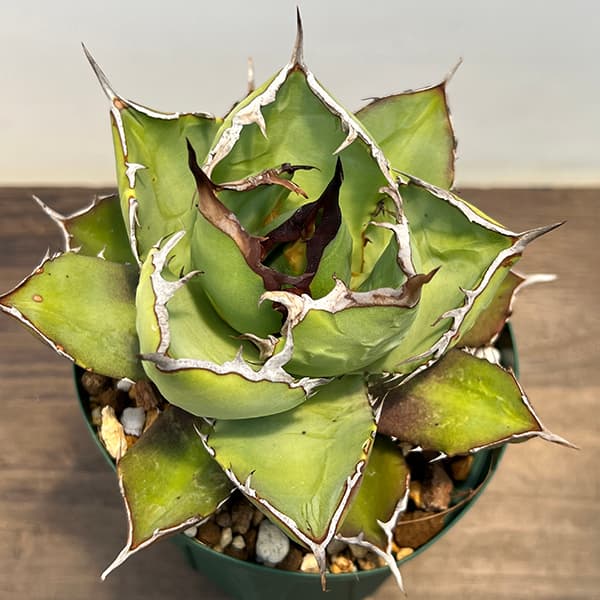 園芸ネット本店｜アガベ：チタノタ4号鉢植え（23-20） の通販【公式】