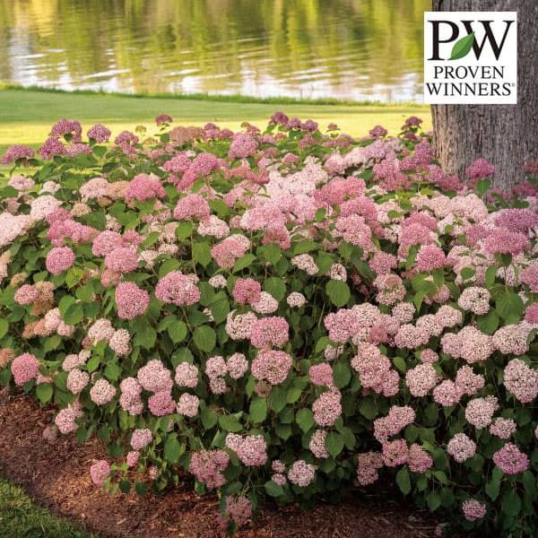 園芸ネット本店｜アジサイ（アメリカ）：ピンクのアナベル2（ツー）5号