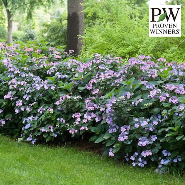 園芸ネット本店｜ヤマアジサイ：タフスタッフ5号鉢植え 3株セット の