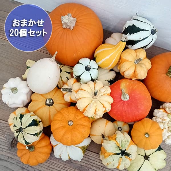園芸ネット本店｜ハロウィン用おもちゃかぼちゃ：ミックス 20個セット