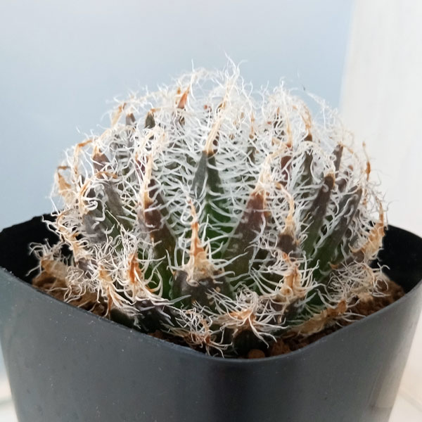 園芸ネット本店｜ハオルチア：美刺特選タイプ ギガス（N1） 2.5号