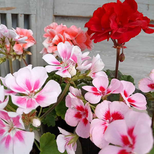 園芸ネット本店｜ゼラニウム：ムーンライト3.5号4色セット の通販【公式】