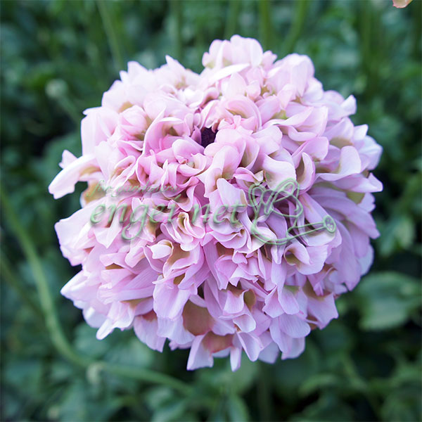 園芸ネット本店｜ラナンキュラス：ポンポン ハーマイオニー4号ポット苗