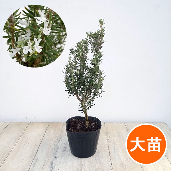 園芸ネット本店｜ローズマリー（立性）：ホワイト（白花）4.5号ポット