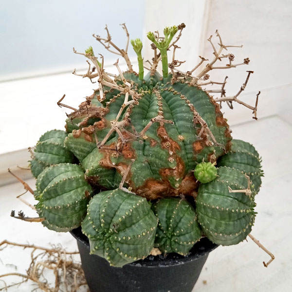 園芸ネット本店｜[ザ・ファームセレクト]ユーフォルビア：バリダ 3号23