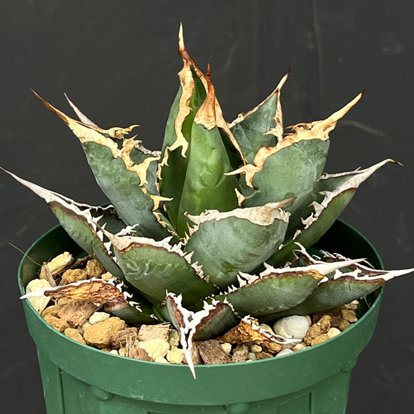 園芸ネット本店｜アガベ：チタノタ 海王 4号鉢植え23-03 の通販【公式】