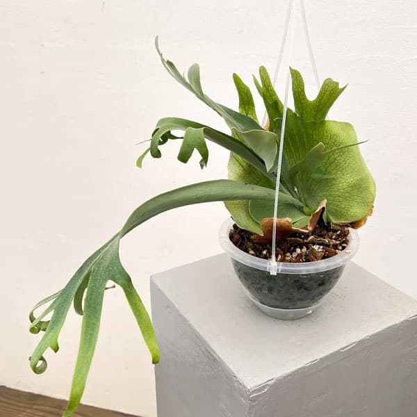 園芸ネット本店｜ビカクシダ（コウモリラン）：ウィリンキーバリー