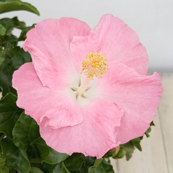 園芸ネット本店｜ハイビスカス（アジアの風）:マザーピンク4号鉢植え