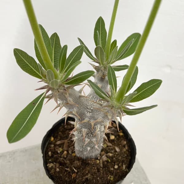 園芸ネット本店｜パキポディウム：デンシフローラム（国内実生株） 3.5