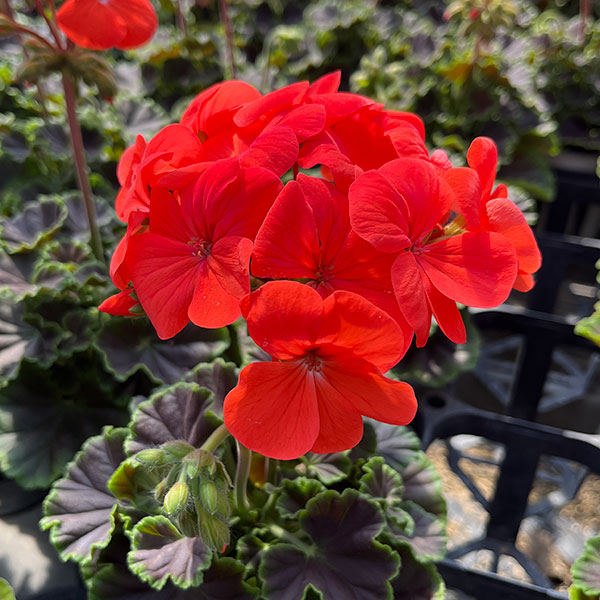 園芸ネット本店｜ゼラニウム：ホライズンシャドー ディープオレンジ3.5