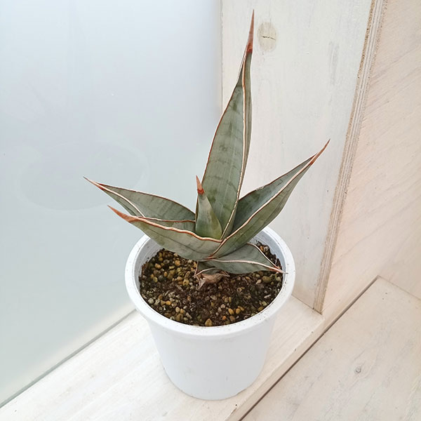 園芸ネット本店｜サンセベリア：ピングイキュラ 4号鉢植え* の通販【公式】