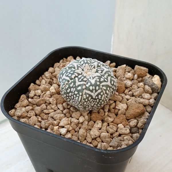 園芸ネット本店｜アストロフィツム：兜丸 Vタイプ 6cmスクエア鉢23-15