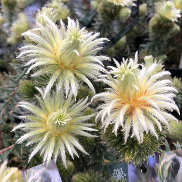 園芸ネット本店｜[ザ・ファームセレクト]フィリカ プベッセンス