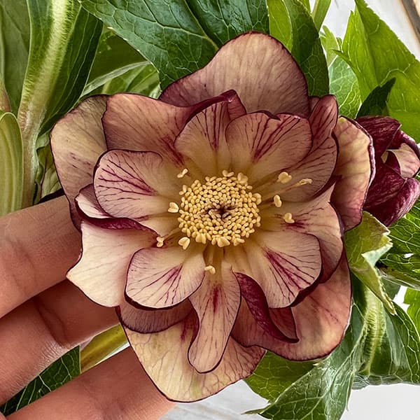 園芸ネット本店｜杉光園芸さんのクリスマスローズ：ダブルゴールド