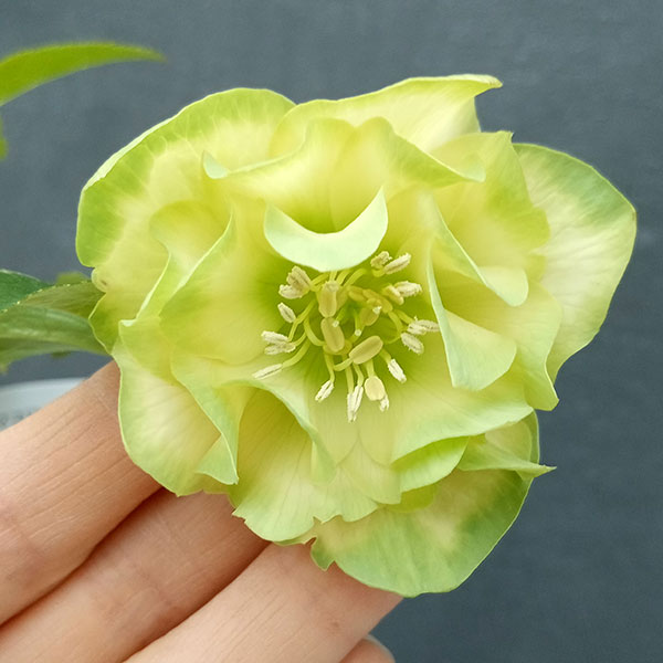 園芸ネット本店｜曽田園芸さんのクリスマスローズ：24-03利休／4号