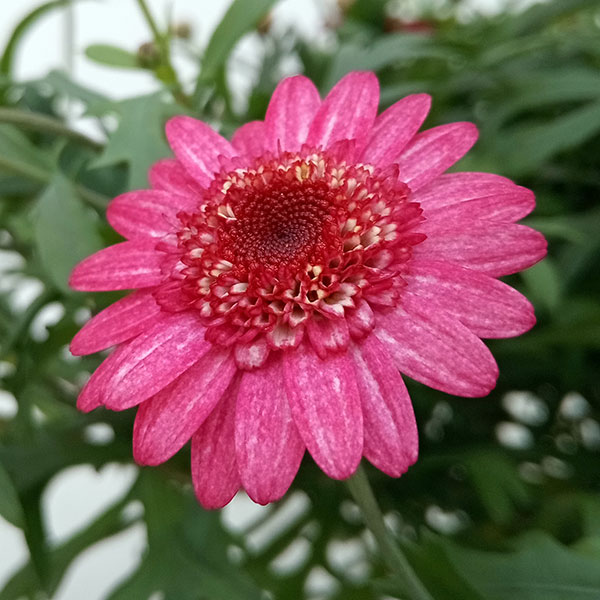 園芸ネット本店｜マーガレット：ラズベリーフレア5号鉢植え の通販【公式】