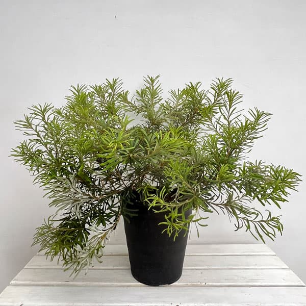 園芸ネット本店｜バンクシア：ヘアピンバンクシア 8号鉢植え の通販