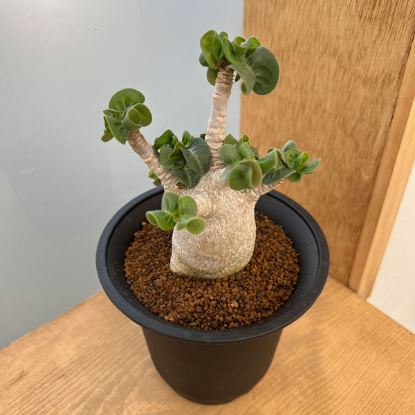 園芸ネット本店｜アデニウム：アラビカム 獅子葉タイプ 4号鉢植え の