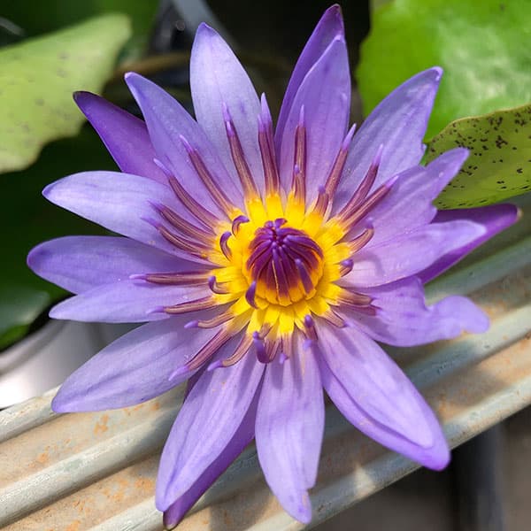 園芸ネット本店｜よく咲く熱帯スイレン：エドワードDウバー4号ポット