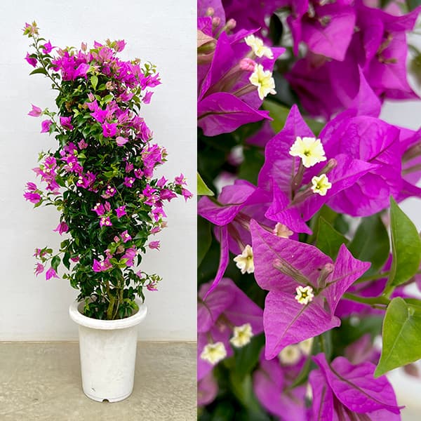 園芸ネット本店｜[26年4月下旬予約]ブーゲンビレア：サンデリアーナ桃