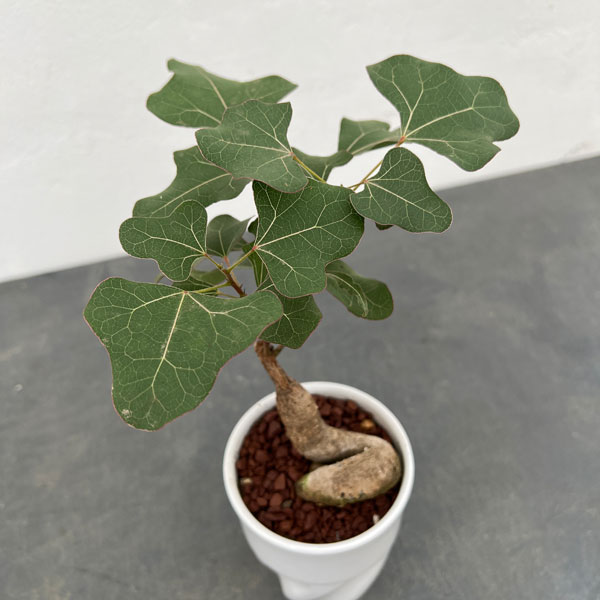 園芸ネット本店｜ブラキキトン（ボトルツリー）：ポプルネウス 丸葉系