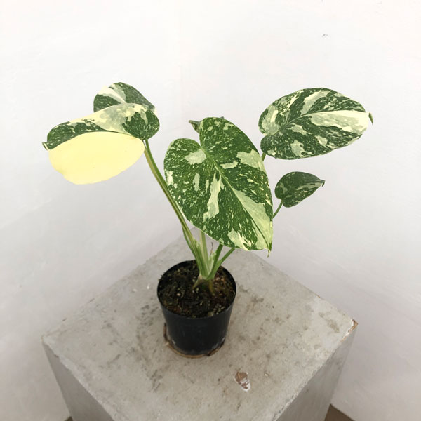 j*r様 10株セット lsw667【特別選抜】モンステラ・タイコンステ