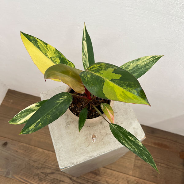 園芸ネット本店｜フィロデンドロン：ストロベリーシェイク 4号24-04 の