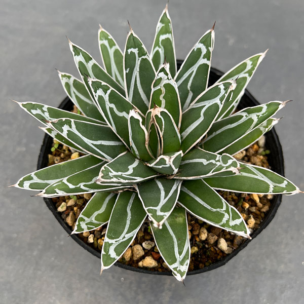 アガベ 姫笹の雪 矮性 選抜株 子株10個付 アガベ 笹の雪 矮性 子株10株