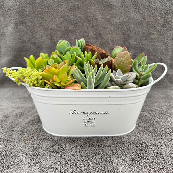園芸ネット本店｜[送料無料]多肉寄せ植えブリキのホワイトバスケット幅