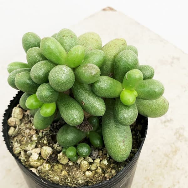 園芸ネット本店｜セダム：ヘルナンデツィー（ミドリガメの卵） 2号