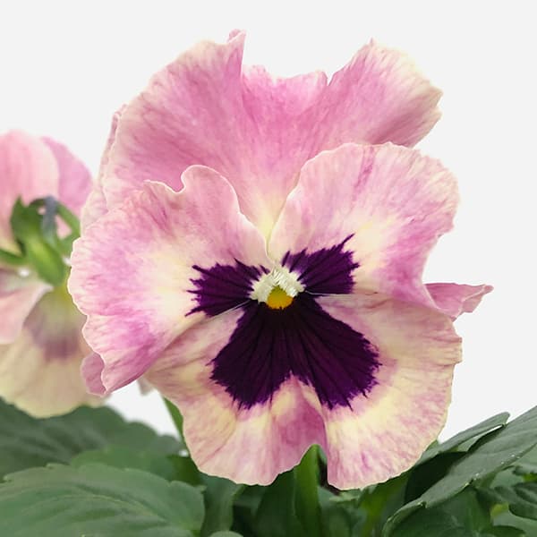 園芸ネット本店｜百笑-momoemi-ビオラ：24-22／3.5号ポット【現品販売