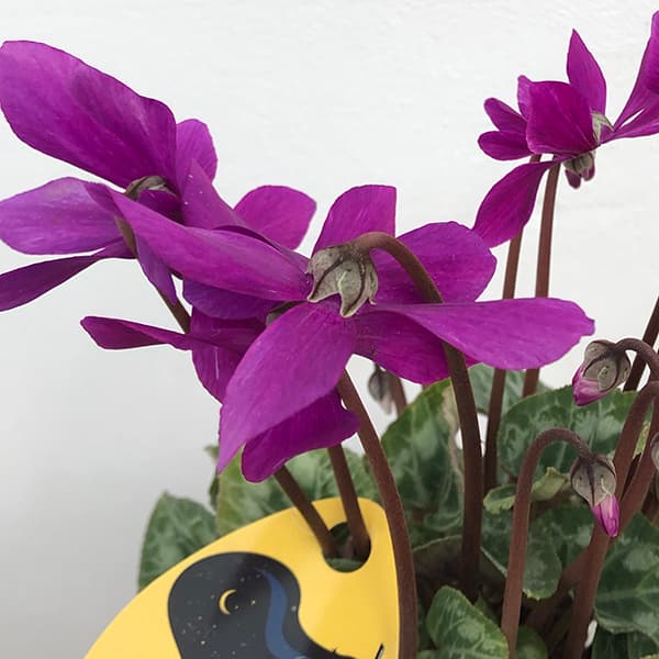 園芸ネット本店｜シクラメン：SAMURAI（サムライ）【24-12】3号ポット