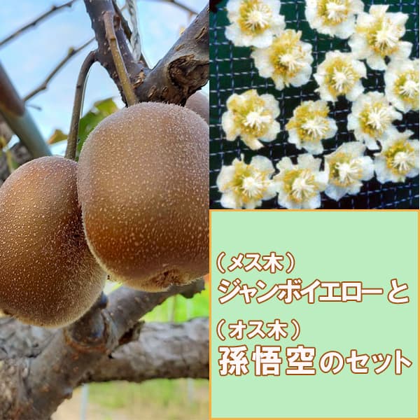 園芸ネット本店｜キウイ雌雄2種受粉樹セット：ジャンボイエローと