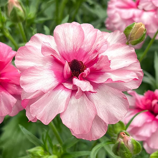 園芸ネット本店｜ラナンキュラス：ラックス ジュピター3.5-4号ポット